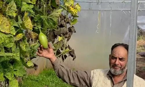 J&K: रामबन किसान ने आधुनिक खेती में बनाई मिसाल J&K: रामबन किसान ने आधुनिक खेती में बनाई मिसाल