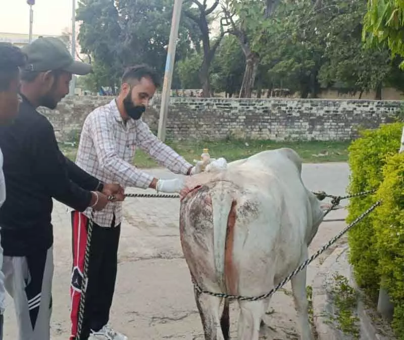 Ambala में वंदे मातरम दल के स्वयंसेवक घायल जानवरों के लिए तारणहार बने। Ambala में वंदे मातरम दल के स्वयंसेवक घायल जानवरों के लिए तारणहार बने।