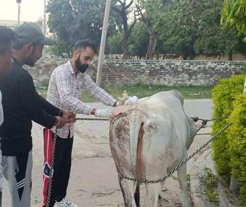 Haryana : अंबाला में वंदे मातरम दल के स्वयंसेवक घायल जानवरों के लिए तारणहार बने Haryana : अंबाला में वंदे मातरम दल के स्वयंसेवक घायल जानवरों के लिए तारणहार बने