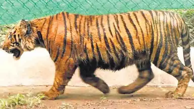Kolkata चिड़ियाघर में बाघिनों की मौत से बढ़ी चिंता Kolkata चिड़ियाघर में बाघिनों की मौत से बढ़ी चिंता