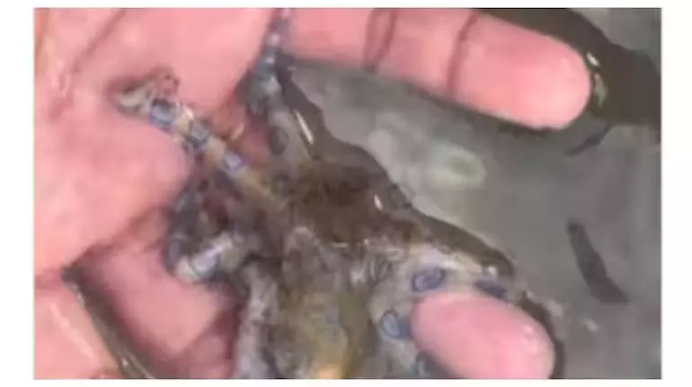 ब्रिटिश टूरिस्ट ने ब्लू-रिंग्ड Octopus को पकड़ा, उसे इसके जानलेवा ज़हर के बारे में पता नहीं ब्रिटिश टूरिस्ट ने ब्लू-रिंग्ड Octopus को पकड़ा, उसे इसके जानलेवा ज़हर के बारे में पता नहीं