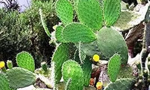Inauspicious Plants: घर में भूलकर भी न लगाएं ये 5 पौधे आती है आर्थिक तंगी Inauspicious Plants: घर में भूलकर भी न लगाएं ये 5 पौधे आती है आर्थिक तंगी