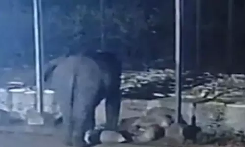 बंगुरसिया धान खरीदी केंद्र में हाथियों का आतंक, 15 बोरी धान खाया बंगुरसिया धान खरीदी केंद्र में हाथियों का आतंक, 15 बोरी धान खाया