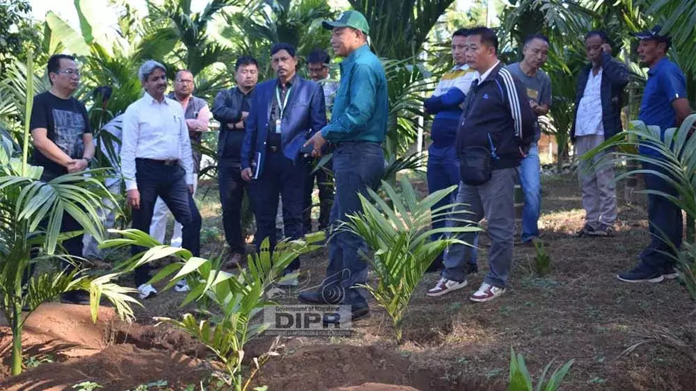 Nagaland : सेंट्रल टीम ने पेरेन में सुपारी की संभावनाओं का पता लगाया Nagaland : सेंट्रल टीम ने पेरेन में सुपारी की संभावनाओं का पता लगाया