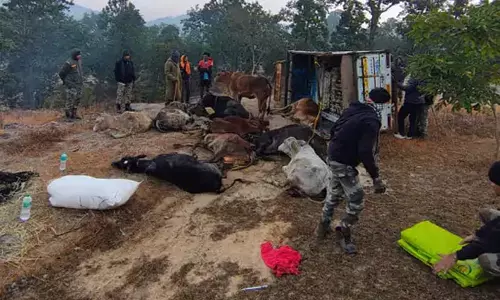 ऑपरेशन शंखनाद के तहत दो पिकअप से 26 गौवंश मुक्त, 4 की मौत