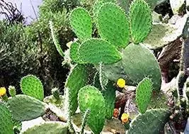 Inauspicious Plants: घर में भूलकर भी न लगाएं ये 5 पौधे आती है आर्थिक तंगी Inauspicious Plants: घर में भूलकर भी न लगाएं ये 5 पौधे आती है आर्थिक तंगी