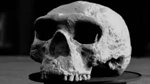 Science: वैज्ञानिकों ने पुरानी इंसानी खोपड़ी का इस्तेमाल 3D फेशियल रिकंस्ट्रक्शन बनाया Science: वैज्ञानिकों ने पुरानी इंसानी खोपड़ी का इस्तेमाल 3D फेशियल रिकंस्ट्रक्शन बनाया