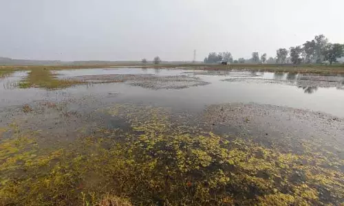 Yamunanagar गांव में मौसमी नालों में जलभराव, किसानों की चिंता बढ़ी Yamunanagar गांव में मौसमी नालों में जलभराव, किसानों की चिंता बढ़ी