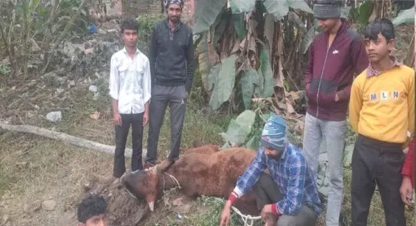 Moradabad: ठंड से गाय की मौत, पदाधिकारियों ने किया अंतिम संस्कार