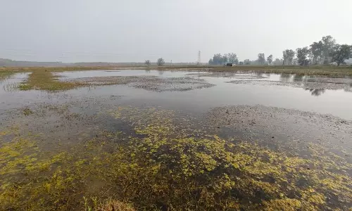 Yamunanagar गांव में मौसमी नालों में जलभराव किसानों के लिए चिंता का विषय Yamunanagar गांव में मौसमी नालों में जलभराव किसानों के लिए चिंता का विषय