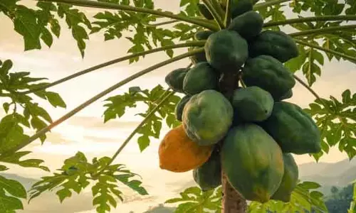 घर के पीछे हुआ हादसा: Kandhamal में पपीता गिरने से महिला की मौत