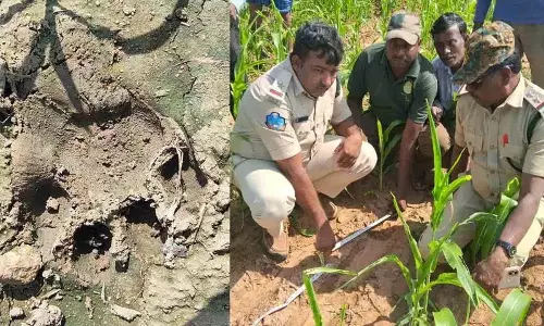 Kollapur रेंज में बाघ के पदचिह्न मिले, अधिकारियों ने खतरे की चेतावनी दी