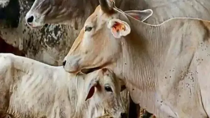 Mirganj: मीरगंज में गोशाला निरीक्षण के दौरान बीमार गाय मिली Mirganj: मीरगंज में गोशाला निरीक्षण के दौरान बीमार गाय मिली