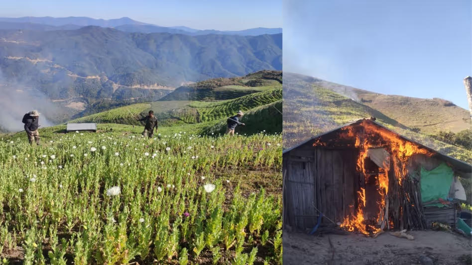Manipur सुरक्षा बलों ने उखरुल में 119 एकड़ में अफीम की खेती को नष्ट किया