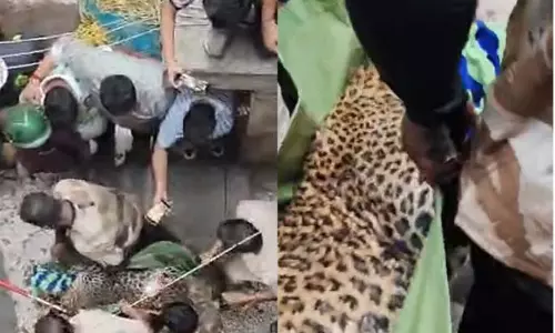 Bhayander में 7 घंटे की कोशिशों के बाद तेंदुआ पकड़ा गया
