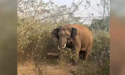 चांदका में घायल हाथी: ओडिशा वन विभाग ने बचाव के लिए 3 टीमें बनाईं चांदका में घायल हाथी: ओडिशा वन विभाग ने बचाव के लिए 3 टीमें बनाईं