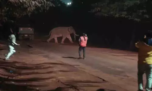 सुंदरगढ़ सड़क पर लापरवाह भीड़ ने हाथी का पीछा किया, वीडियो वायरल हो गए