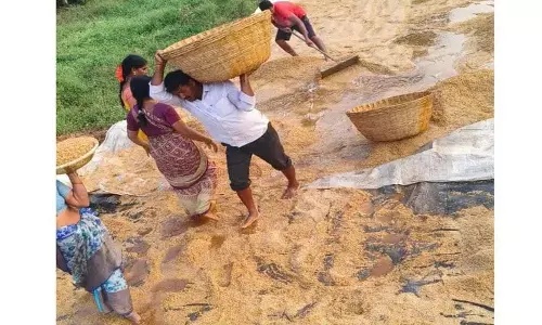 नेता ने धान के खेत में पानी डालते हुए कहा कि उन्होंने Congress को वोट नहीं दिया