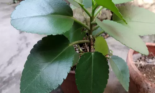 पत्थरचट्टा: पथरी से लेकर यूटीआई के संक्रमण को कम करने में मददगार है यह पौधा पत्थरचट्टा: पथरी से लेकर यूटीआई के संक्रमण को कम करने में मददगार है यह पौधा