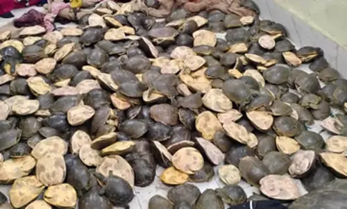ट्रेन तलाशी में 1000 से ज्यादा प्रतिबंधित कछुए जब्त, 3 गिरफ्तार ट्रेन तलाशी में 1000 से ज्यादा प्रतिबंधित कछुए जब्त, 3 गिरफ्तार