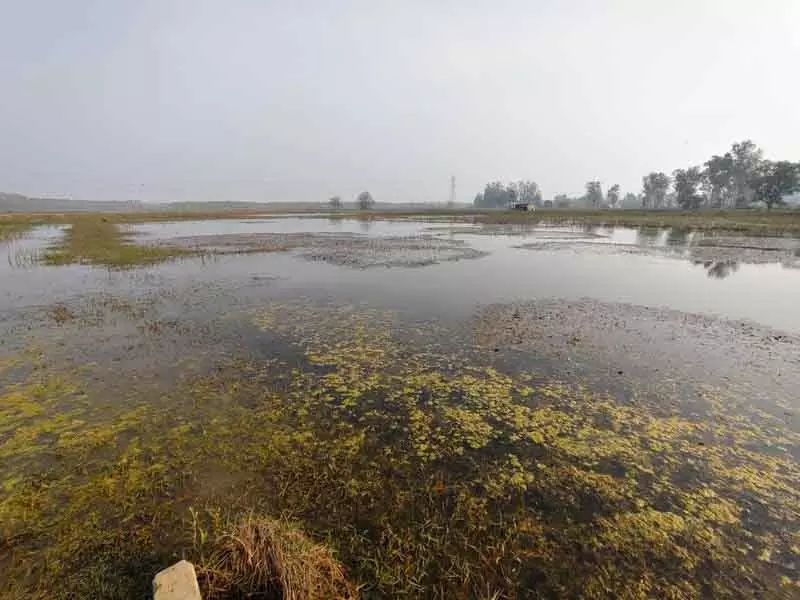 Yamunanagar गांव में मौसमी नालों में जलभराव, किसानों की चिंता बढ़ी Yamunanagar गांव में मौसमी नालों में जलभराव, किसानों की चिंता बढ़ी