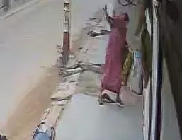 Farrukhabad: बौखलाए नेवले ने महिला को दौड़ा-दौड़ा कर काटा Farrukhabad: बौखलाए नेवले ने महिला को दौड़ा-दौड़ा कर काटा