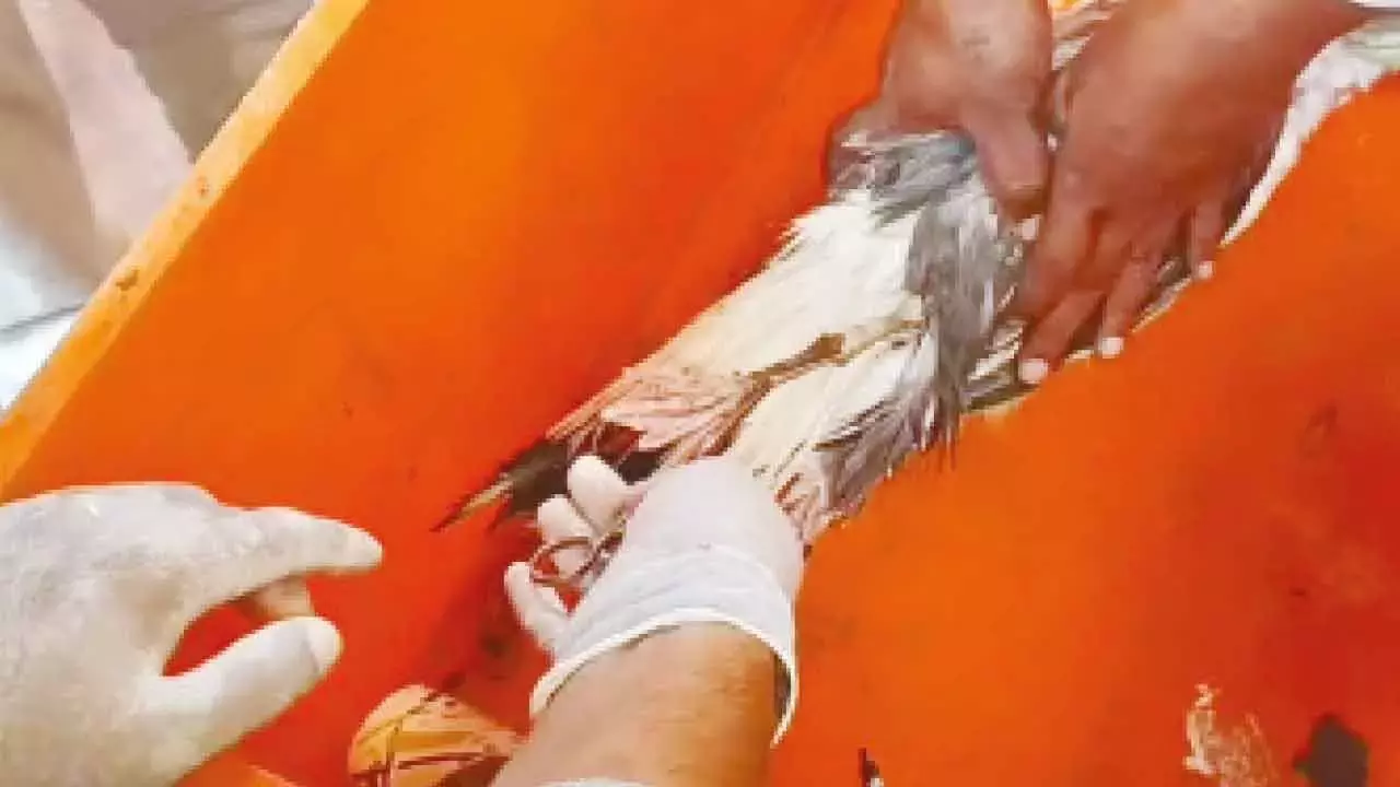 Seagull ने कारवार नौसैनिक अड्डे के पास जासूसी की संक्षिप्त चिंताएं पैदा कीं Seagull ने कारवार नौसैनिक अड्डे के पास जासूसी की संक्षिप्त चिंताएं पैदा कीं