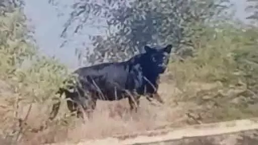 Indore : झुग्गी-बस्ती इलाके में दुर्लभ ब्लैक पैंथर दिखने से जांच शुरू हुई Indore : झुग्गी-बस्ती इलाके में दुर्लभ ब्लैक पैंथर दिखने से जांच शुरू हुई