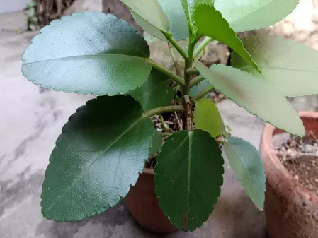 पत्थरचट्टा: पथरी से लेकर यूटीआई के संक्रमण को कम करने में मददगार है यह पौधा पत्थरचट्टा: पथरी से लेकर यूटीआई के संक्रमण को कम करने में मददगार है यह पौधा