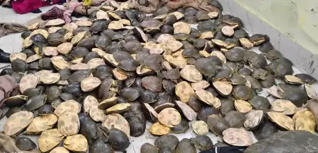ट्रेन तलाशी में 1000 से ज्यादा प्रतिबंधित कछुए जब्त, 3 गिरफ्तार ट्रेन तलाशी में 1000 से ज्यादा प्रतिबंधित कछुए जब्त, 3 गिरफ्तार