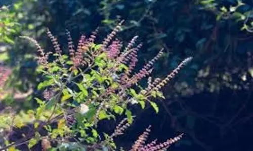 Tulsi Divas Remedies: ‘तुलसी दिवस’ पर कर लें ये उपाय, साल भर बने रहेंगे यश प्राप्ति के योग