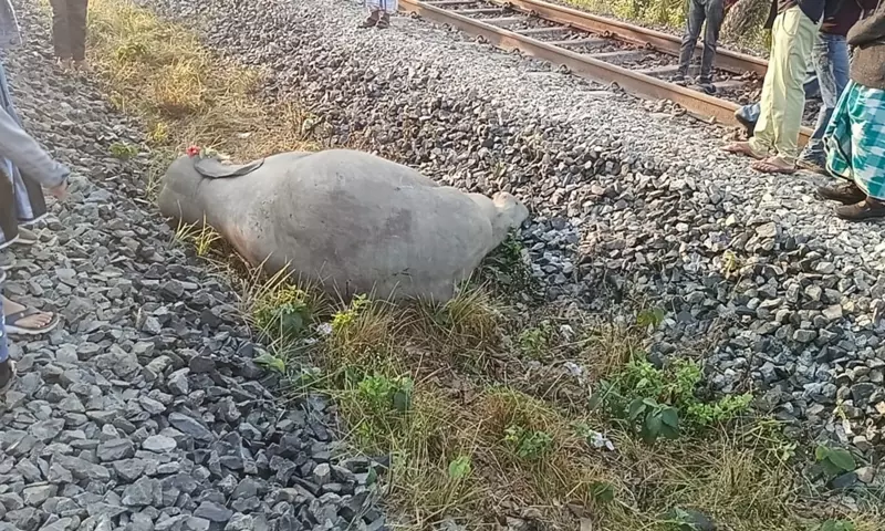 Assam: नगांव में राजधानी एक्सप्रेस की टक्कर से हाथियों के झुंड के सात हाथी मारे गए Assam: नगांव में राजधानी एक्सप्रेस की टक्कर से हाथियों के झुंड के सात हाथी मारे गए