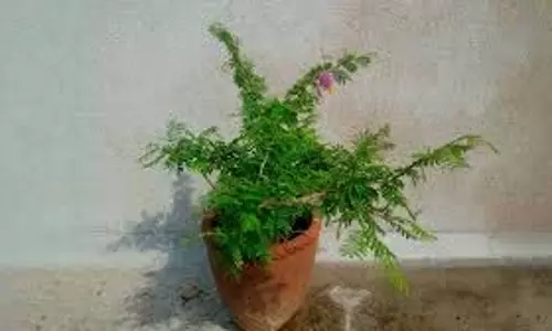 Shami Tree Puja: शनिवार को करें शमी वृक्ष पूजा, शनि दोष से मुक्ति का है सरल उपाय Shami Tree Puja: शनिवार को करें शमी वृक्ष पूजा, शनि दोष से मुक्ति का है सरल उपाय