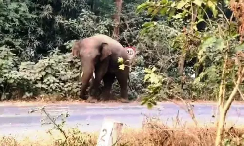 Odisha: हाथियों के खतरे के कारण 10 स्कूल बंद करने पड़े Odisha: हाथियों के खतरे के कारण 10 स्कूल बंद करने पड़े