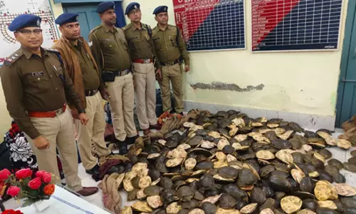 RPF की बड़ी कार्रवाई, 790 जीवित कछुओं की जब्ती, हिरासत में कई आरोपी