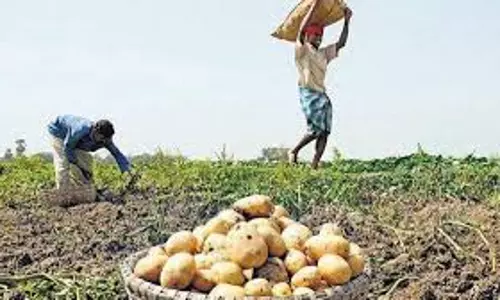 Farrukhabad: तीन महीने की मेहनत पर आलू किसान को मात्र 175 रुपये Farrukhabad: तीन महीने की मेहनत पर आलू किसान को मात्र 175 रुपये