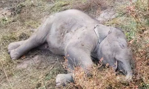 तालाब में हाथी के शावक की मौत, वन विभाग ने किया अंतिम संस्कार तालाब में हाथी के शावक की मौत, वन विभाग ने किया अंतिम संस्कार