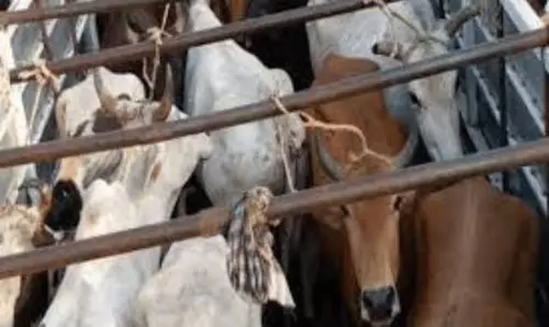 Bhadrak से पश्चिम बंगाल ले जाए जा रहे 46 मवेशियों को बचाया गया Bhadrak से पश्चिम बंगाल ले जाए जा रहे 46 मवेशियों को बचाया गया