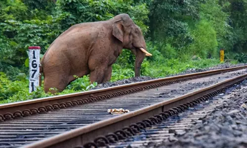 Assam में राजधानी एक्सप्रेस हादसा: सात हाथियों की मौत, बछड़ा घायल Assam में राजधानी एक्सप्रेस हादसा: सात हाथियों की मौत, बछड़ा घायल