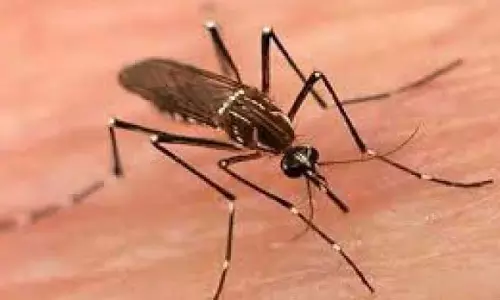 मच्छर से रायपुर वासी परेशान मच्छर से रायपुर वासी परेशान