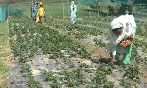 Tamil Nadu ग्रामीण विकास: केंद्र ने जारी किए 127 करोड़ रुपये से अधिक Tamil Nadu ग्रामीण विकास: केंद्र ने जारी किए 127 करोड़ रुपये से अधिक