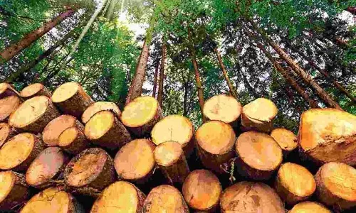 वन विभाग द्वारा लकड़ी की बिक्री में धोखाधड़ी के आरोप, PIL दायर