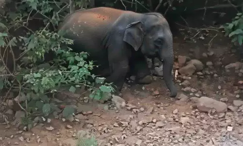 Dhenkanal में हाथी का बच्चा मृत मिला, बिजली का झटका लगने का शक