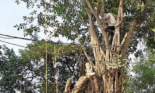 Forest Department ने बरगद के पेड़ काटने पर रोक लगाई, तृणमूल पार्षद से पूछताछ की गई Forest Department ने बरगद के पेड़ काटने पर रोक लगाई, तृणमूल पार्षद से पूछताछ की गई