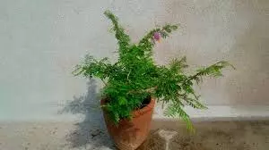 Shami Tree Puja: शनिवार को करें शमी वृक्ष पूजा, शनि दोष से मुक्ति का है सरल उपाय Shami Tree Puja: शनिवार को करें शमी वृक्ष पूजा, शनि दोष से मुक्ति का है सरल उपाय