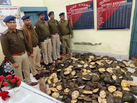 RPF की बड़ी कार्रवाई, 790 जीवित कछुओं की जब्ती, हिरासत में कई आरोपी RPF की बड़ी कार्रवाई, 790 जीवित कछुओं की जब्ती, हिरासत में कई आरोपी