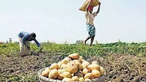 Farrukhabad: तीन महीने की मेहनत पर आलू किसान को मात्र 175 रुपये Farrukhabad: तीन महीने की मेहनत पर आलू किसान को मात्र 175 रुपये