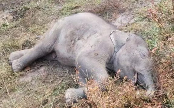 तालाब में हाथी के शावक की मौत, वन विभाग ने किया अंतिम संस्कार तालाब में हाथी के शावक की मौत, वन विभाग ने किया अंतिम संस्कार