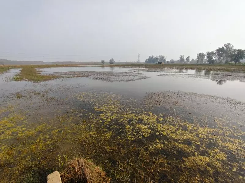 Yamunanagar गांव में मौसमी नालों में जलभराव किसानों के लिए चिंता का विषय Yamunanagar गांव में मौसमी नालों में जलभराव किसानों के लिए चिंता का विषय