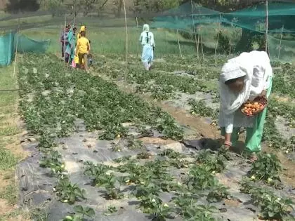 Tamil Nadu ग्रामीण विकास: केंद्र ने जारी किए 127 करोड़ रुपये से अधिक Tamil Nadu ग्रामीण विकास: केंद्र ने जारी किए 127 करोड़ रुपये से अधिक